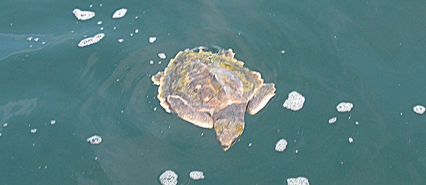 2nd Kemp's ridley photo