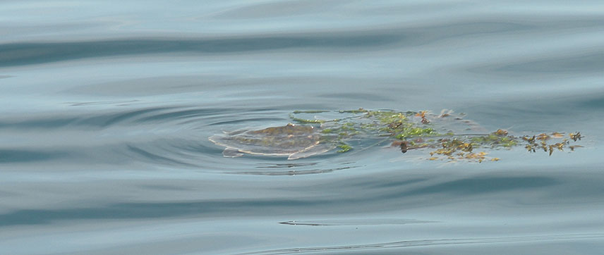 4th Kemp's ridley photo