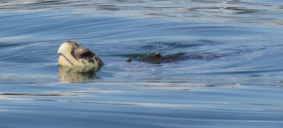 5th Kemp's ridley photo