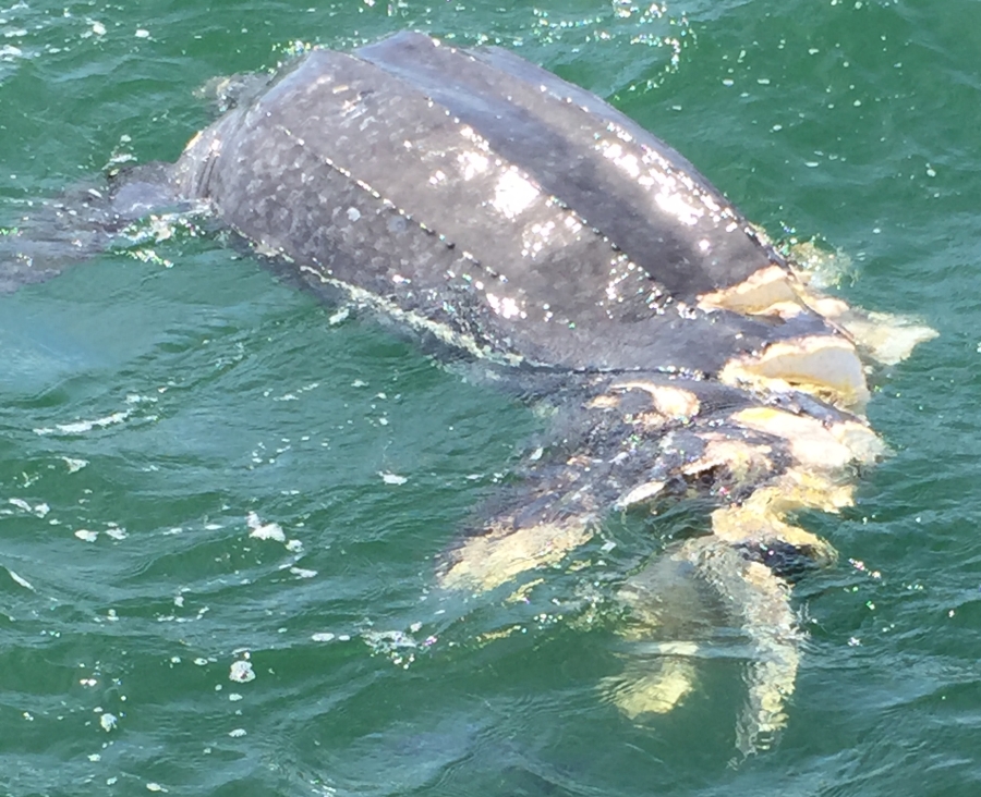 10th leatherback photo