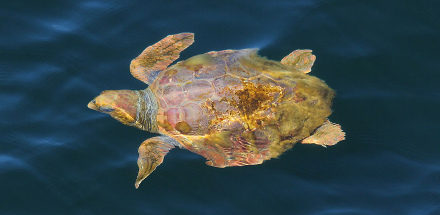 2nd loggerhead photo