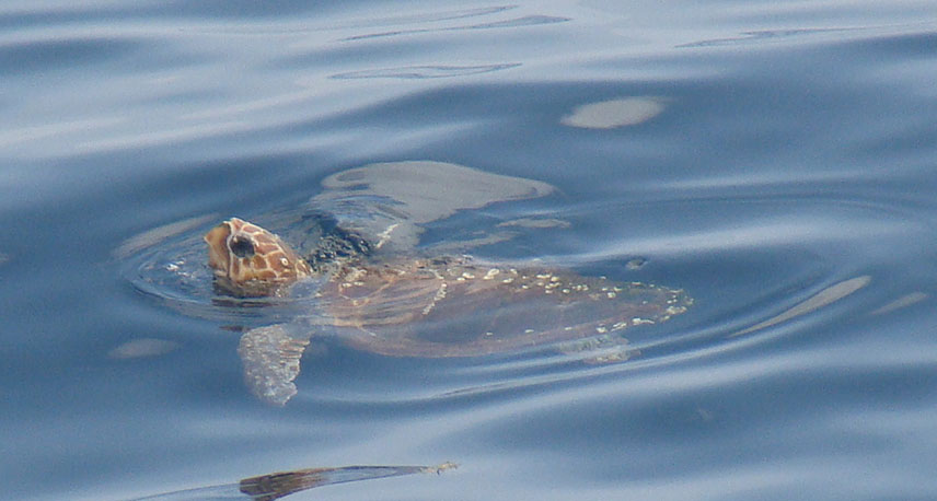 3rd loggerhead photo