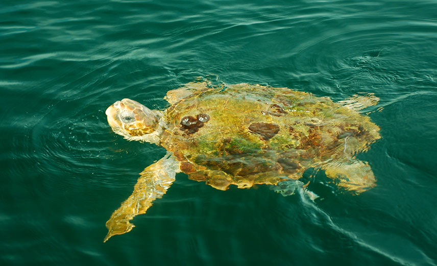 4th loggerhead photo
