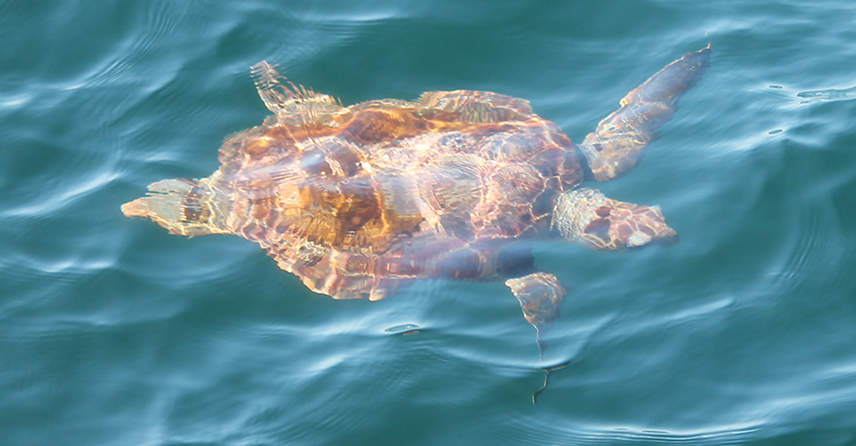 1st loggerhead photo
