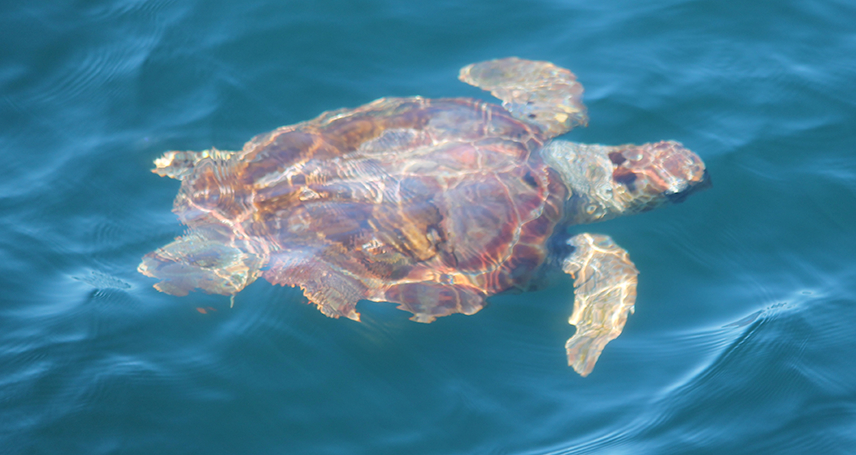 2nd loggerhead photo