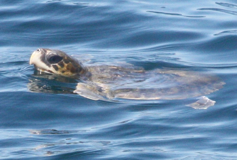 Kemp's ridley photo by J. Gwalthney, F/V Eileen K Kemp's ridley photo by J. Gwalthney, F/V Eileen K